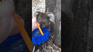 Koala minum air #shortvideo #yearofyou #shorts #koala