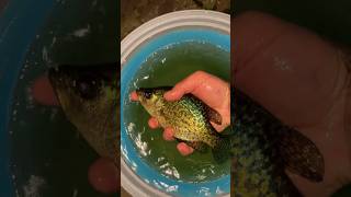 Fish relocation added a Crappie to our pond family @MindlessBuilders #ponds #fish #crappie #home