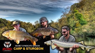 Carp fishing - big carp and sturgeon