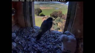 FalconCam Project 29.10.2024 10:38