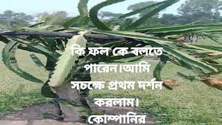 ড্রাগন ফল গাছ আমি প্রথম সচক্ষে দেখলাম। আপনারা আগে দেখেছেন কখনও।