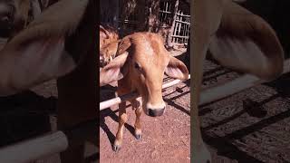 Feeding cow