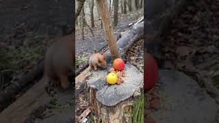 In My Squirrel World 🐿️😁❤️  Life is Your Creation • Белочка и Орешки #shorts #funnysquirrels