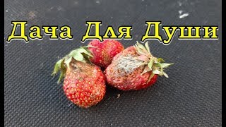 Серая гниль на КЛУБНИКЕ...как этого избежать?