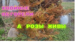 Хвойные обгорели,а розы живы!