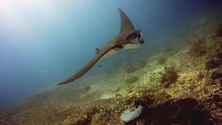 Manta Point dive in Komodo May 2019