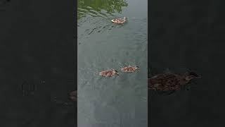 Young Ducks Having Fun Swimming Up River