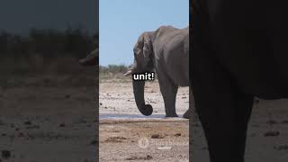 How Elephants Use Their Ears to Cool Off