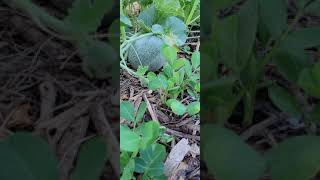 Growing Peanuts and Melons As Ground Cover