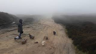 Peak District Fog Walk