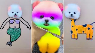 Cute Pomeranian Puppies Doing Funny Thing #33 🐶😍 Cute and Funny Dogs 2024