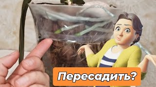 Пересадка 🌸 Орхидеи ОТМЕНЯЕТСЯ ❗НАРАЩУ кашпо для роста корней 👍