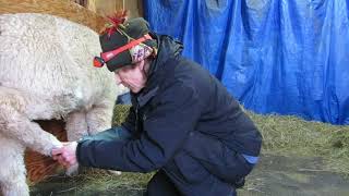 Supreme Alpaca Foot Massage and Toenail Clipping