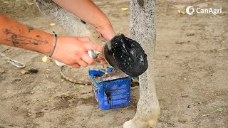 Hoof & Claw Spray - spray do pielęgnacji kopyt.