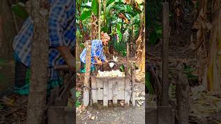 Bananas tree's cutting scene 🌴(ep-10).#shorts #shortvideo #trending