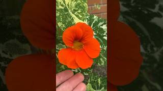 Nasturtium's variegated leaves contrast beautifully with its intense-orange blooms