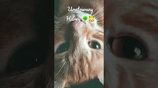 Harry, roczny kot uratowany przed śmiercią ❤