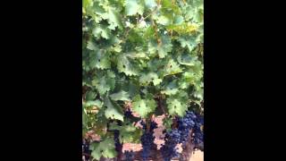 Nick's Wine Journal, Sequoia Grove Winery, understanding soil