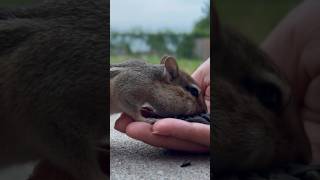 Chipmunk Friend🐿️Day3! #chipmunk #chippara #cuteanimals #しまりす #かわいい #paradise #癒し