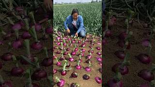 onion farming.🧅#onion #farming #shorts #vlog