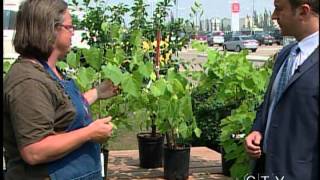 Vegetable Gardening in the Shade (June 15, 2012) CTV Edmonton