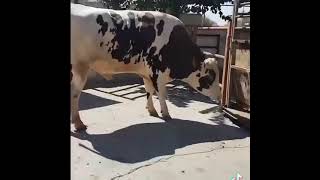 Cow Best Animals compilation 2021| #shorts | Top Viral Animal Videos