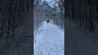 Snow winter in the forest! #shorts #like #xmas #forest #christmas #snow #letitsnow #hiking s🎄🎅🌲🤶