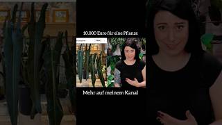 10.000 Euro für eine Zimmerpflanze 😱