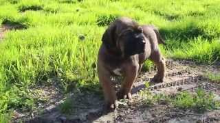 Fila brasileiro, 32 d.o. Male-5.