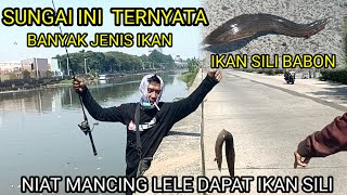 NIAT MANCING LELE ‼️ MALAH DAPAT IKAN SILI BABON