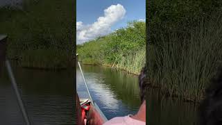 Everglades National Park, Florida, airboat ride!! #travel #shorts