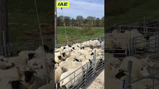 IAE sheep yard in action #sheepfarming