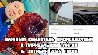 Важный свидетель происшествия 16.10 всё снял на видео! Лев сбежал из вольера в парке львов Тайган