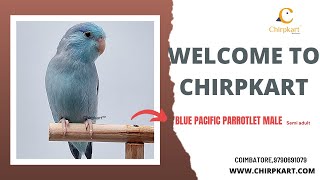 BLUE PACIFIC PARROTLET || MALE  || SMALL BIRDS || SEMI ADULT || CHIRPKART || COIMBATORE.