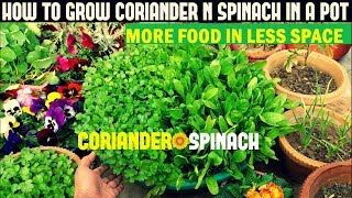 Grow Coriander and Spinach in a Same Pot (With Full Updates)