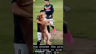 Who Threw a Bone !!⚽️🐕🦴😂 #trending #comedy #fifa #shorts