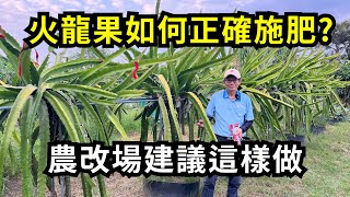 火龍果如何正確施肥幫助結果?掌握追肥重點，讓火龍果結實纍纍，火龍果追肥重點分享| 阿星種植