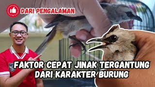 CEPAT JINAK DAN TIDAKNYA BURUNG TRUCUKAN OMBYOK ITU TERGANTUNG DARI KARAKTER BURUNG