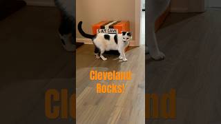 Cleveland Browns Cats #cat @browns