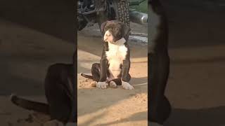 Pakistani Bully Top Quality Puppy For Sale in Cheapest Price||#ytshorts #ytstudio #ytviral #yt20