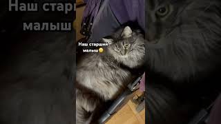 #длямам #семья #декрет #дети #мамаблог #кот #котики #малыши