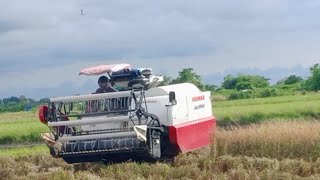 Mesin Panen Padi Paling Tercepat|| YANMAR AW 70 #340