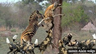 OVER 7 MILLION VIEWS!! Zebra birth & Wild Dog interaction