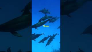 Dive Deep: The Social World of Dolphins! #shorts #animals #oceanlife #dolphin