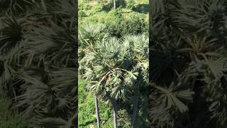 Nature is Life #viralvideo #nature #viral #shorts #foryou #short #shortsviral #shortsfeed #fyp