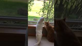 Cats and Rabbit Staring Contest!