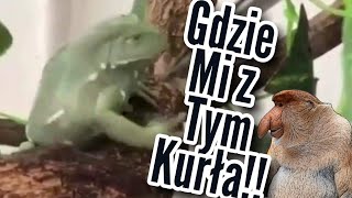 No gdzie mi z tym *MEMY*🦎