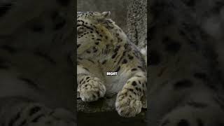 😲😲 Unveiling the Snow Leopard's Nocturnal Odyssey: Secrets of the High Mountains! 🐾❄️ | #shorts