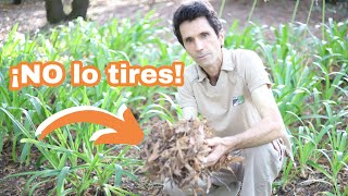 ¡NO saques las hojas de tu JARDÍN! Te CONTAMOS que DEBES hacer CIRA Jardineria