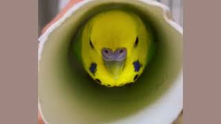 Bird FIRST Ever Tunnel Adventure! You Won't Believe What Happens Next! #birds  #viral #parakeet